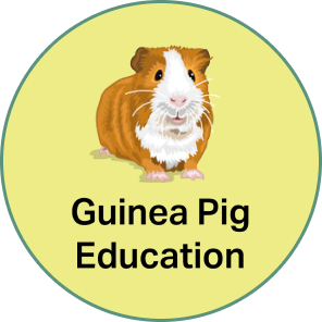 Guinea Pig Education