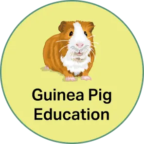 Guinea Pig Education 