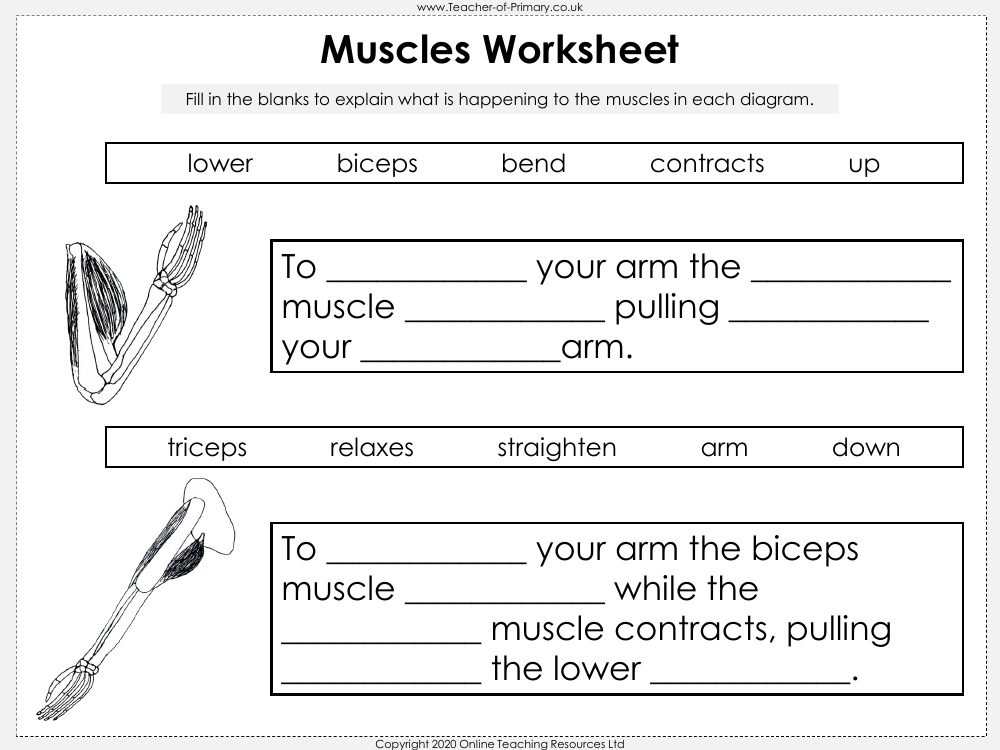 Muscles - Worksheet