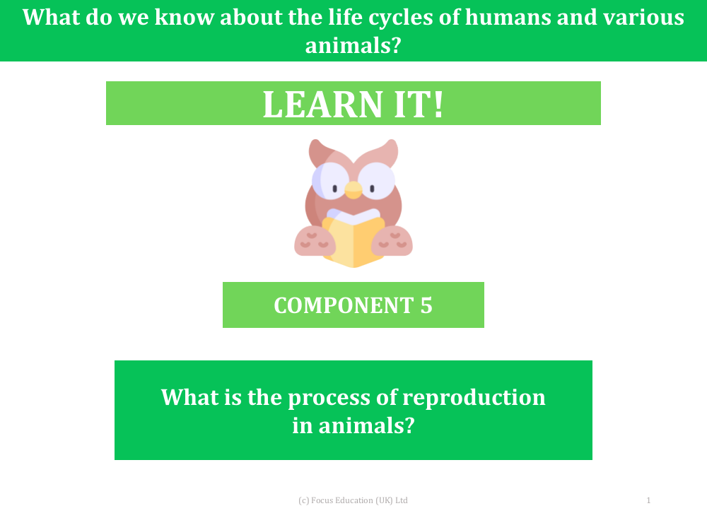 What is the process of reproduction in animals? - Presentation