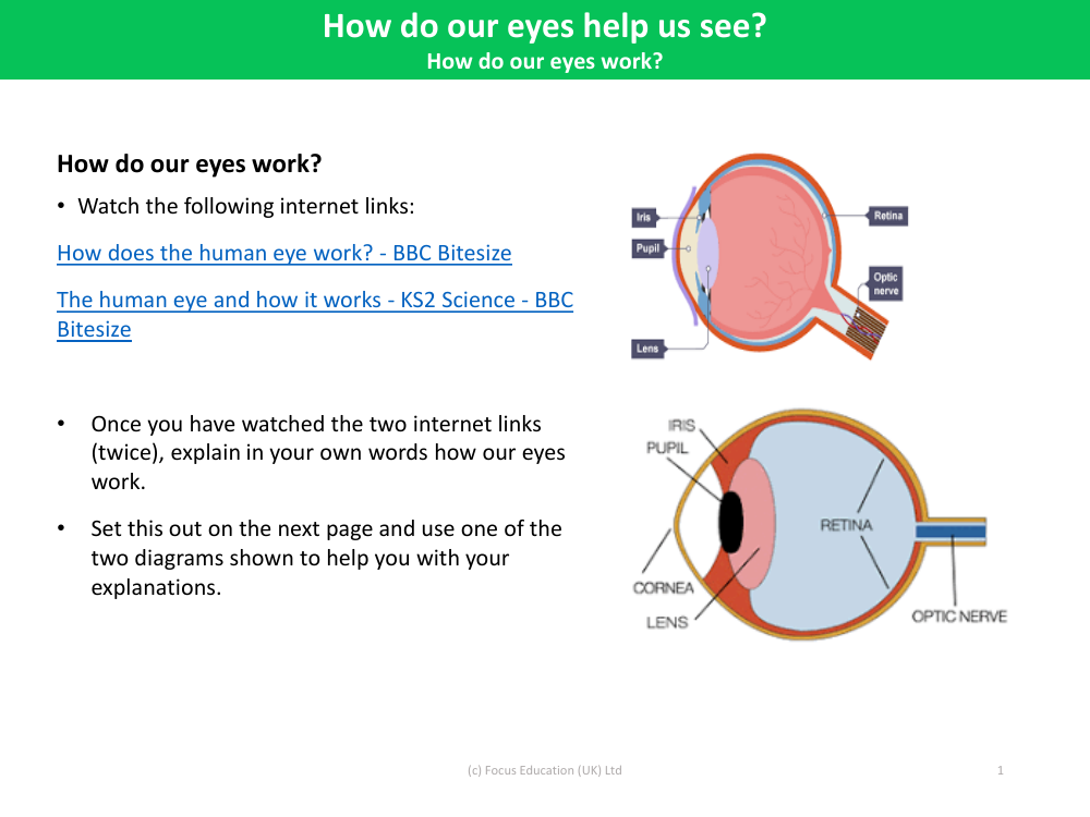 How do our eyes work? - Light - Year 6 | Pango