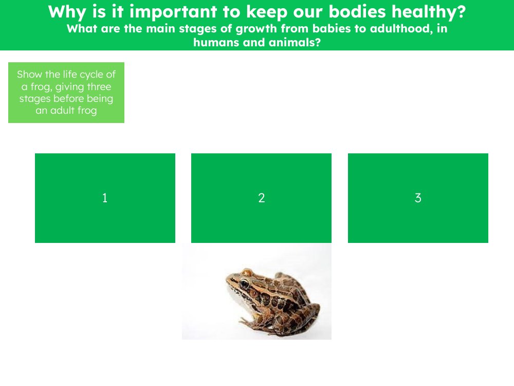 Life cycle of a frog - Worksheet