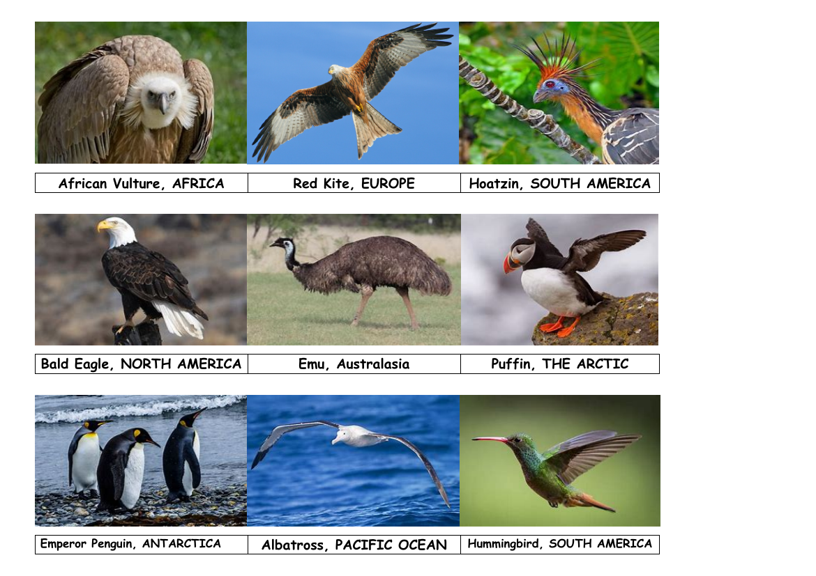 Animals - Animal  Name Tiles