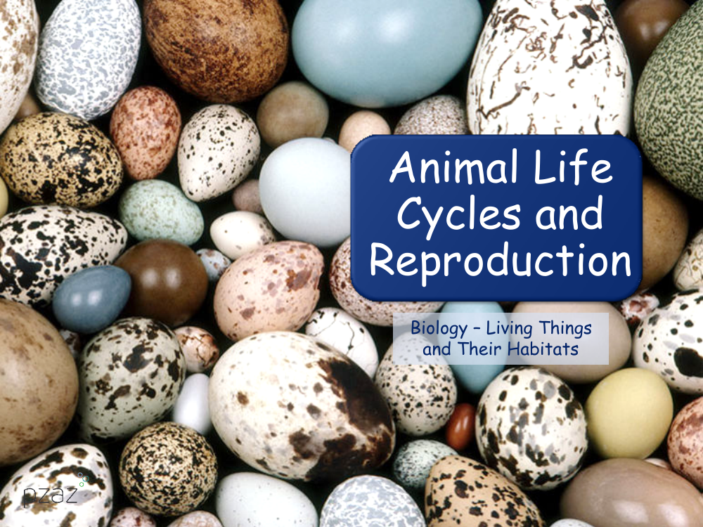 Animal Life Cycles and Reproduction - Presentation