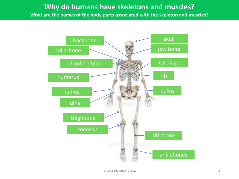 Labelled skeleton diagram