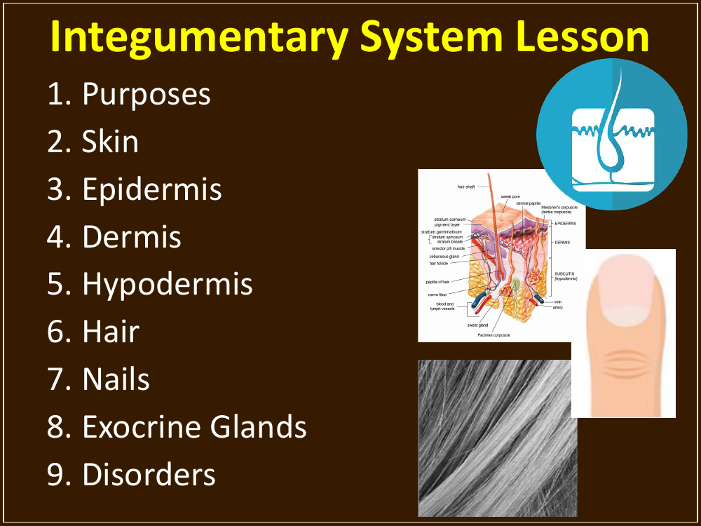 Integumentary System - Student Presentation