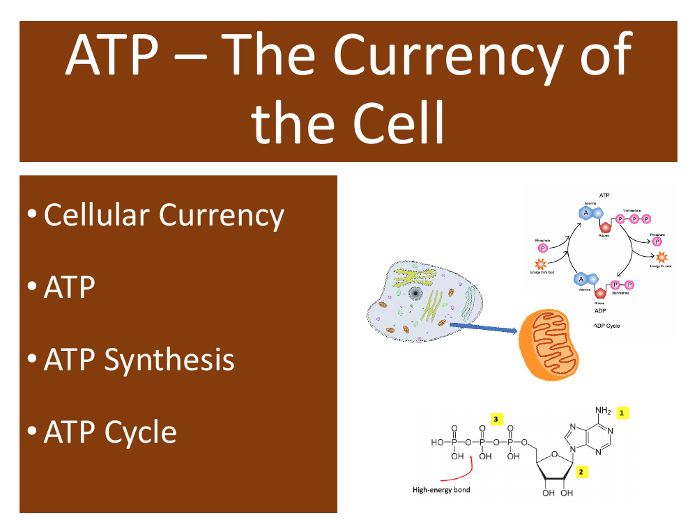 ATP - Energy Currency of the Cell - Student Presentation | Science Biology