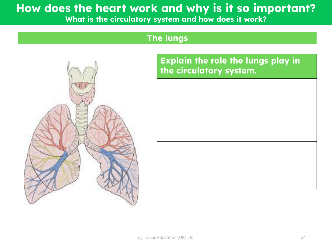 The lungs - Worksheet | Science 5th Grade