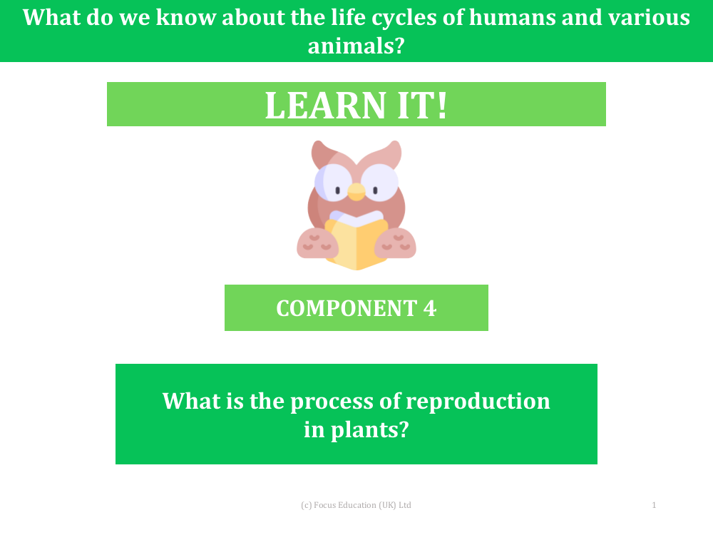 What is the process of reproduction in plants? - Presentation