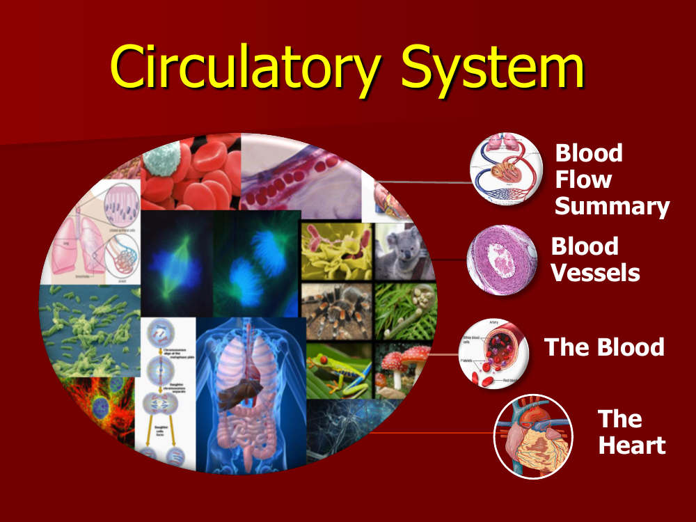 Human Body Systems - Circulatory System Student Presentation