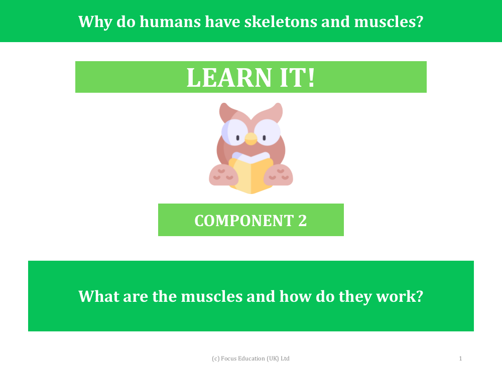 What are the muscles and how do they work? - Presentation