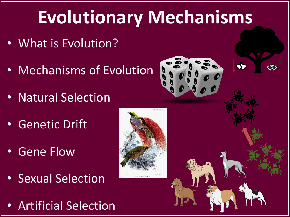 Evolutionary Mechanisms - Teaching Presentation