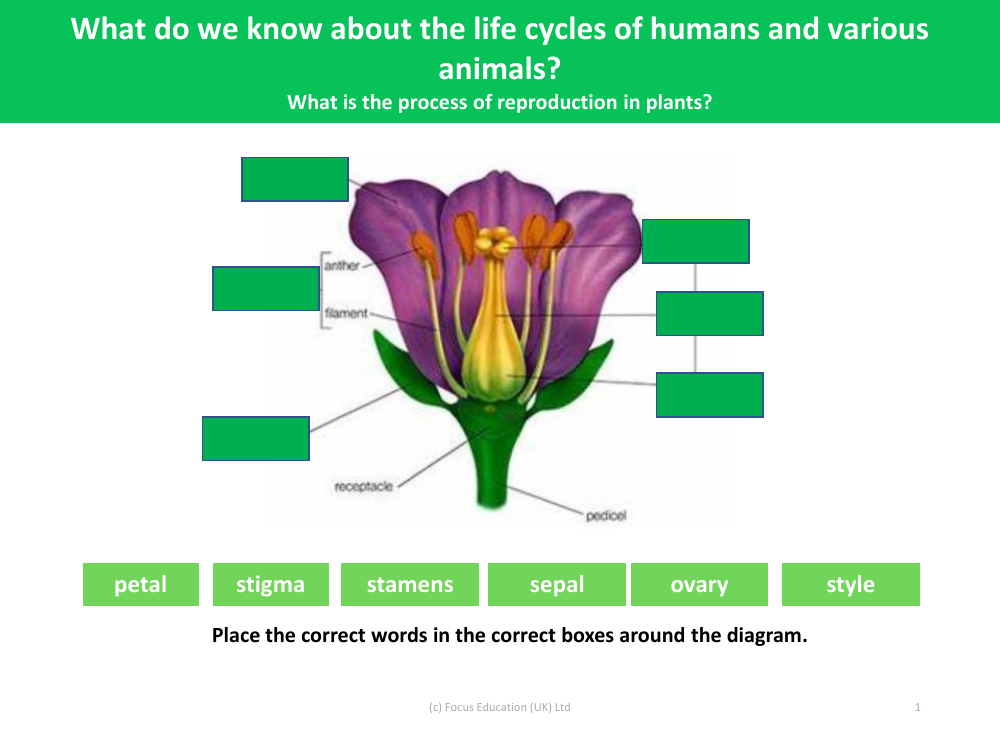 Place the correct words in the correct boxes around the diagram - Worksheet - Year 5