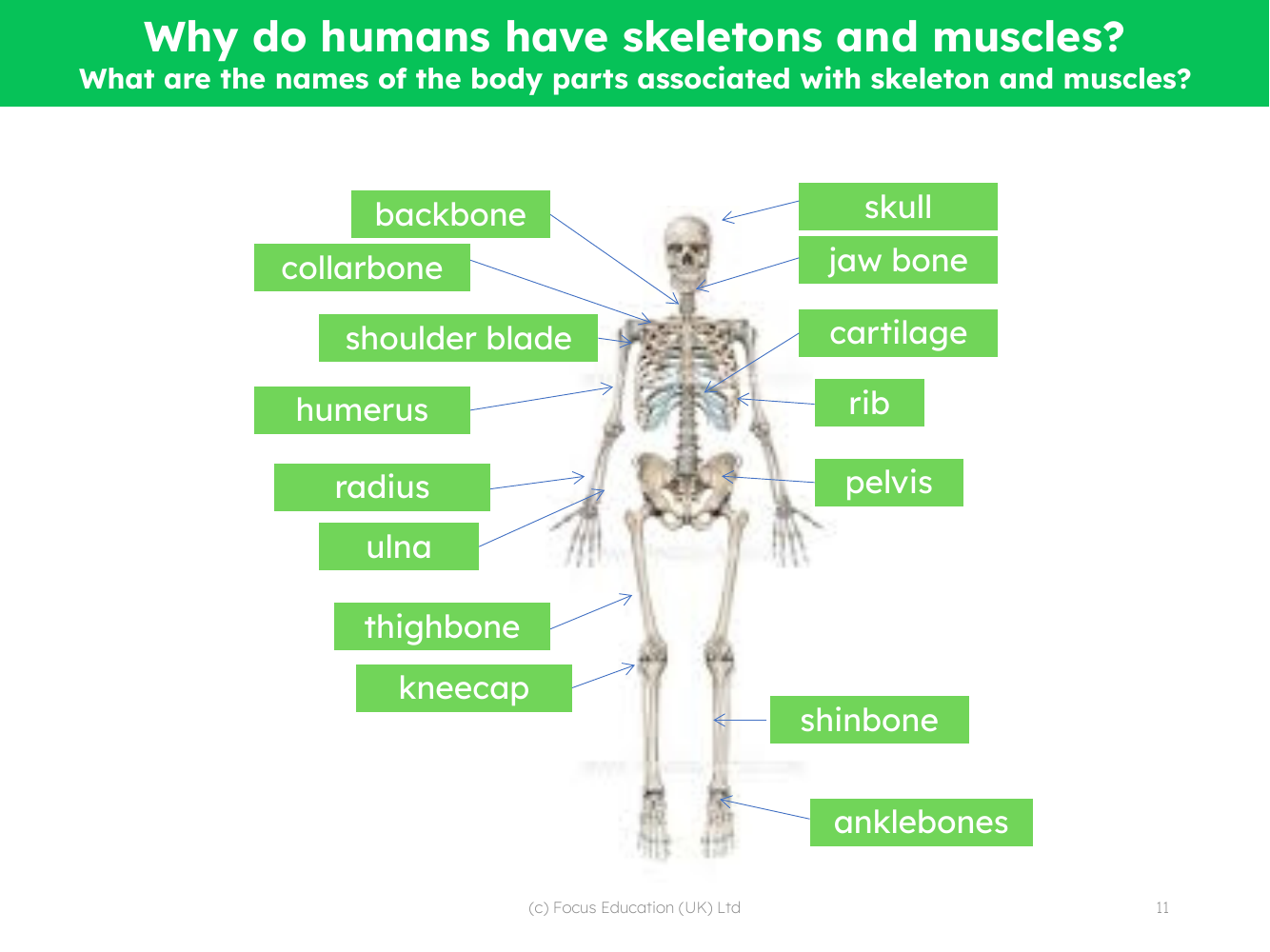 Labelled skeleton diagram