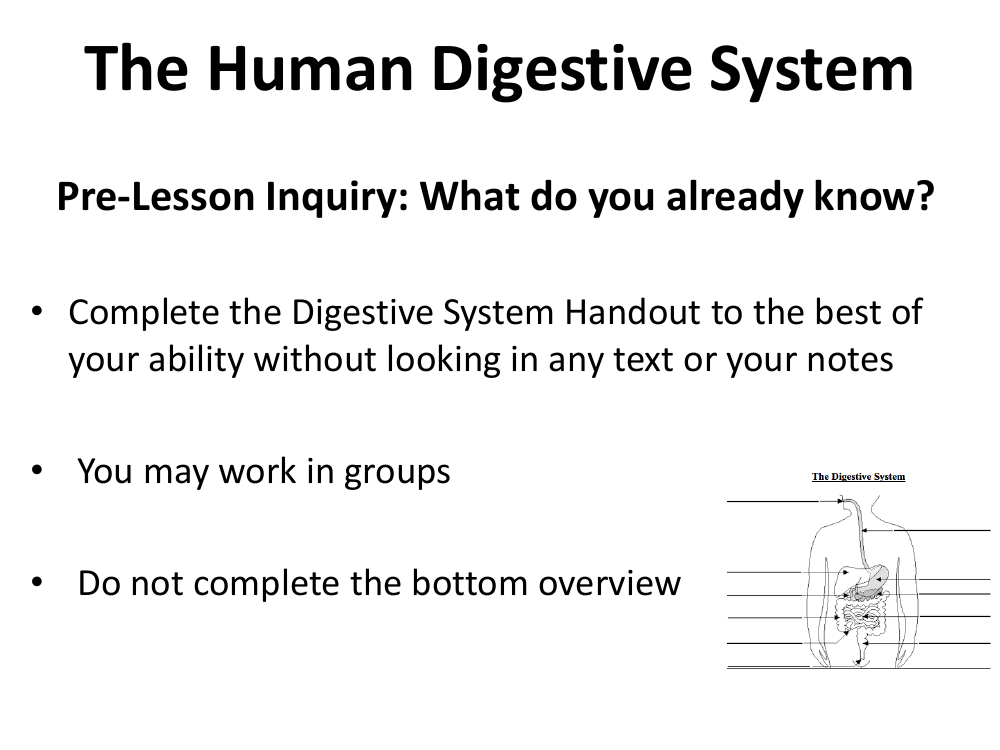 Human Body Systems - Digestive System Teaching Presentation