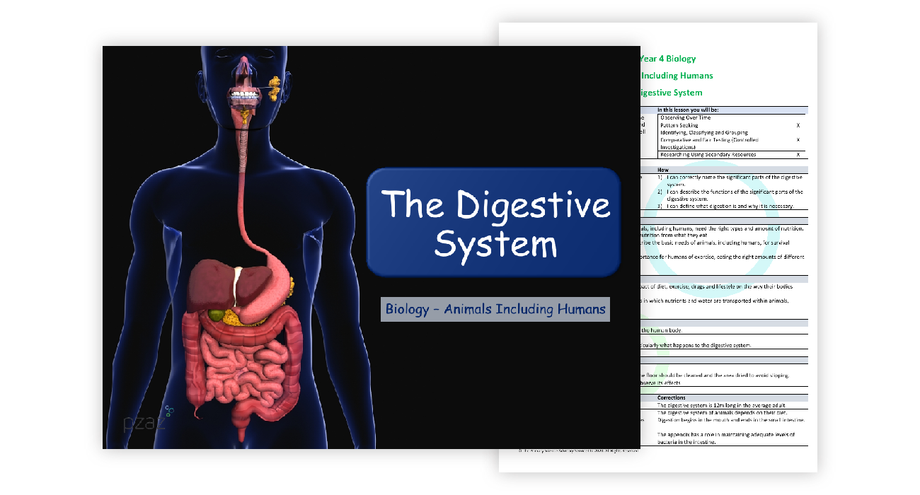 The Digestive System - Digestive System Labelling | Science Year 4