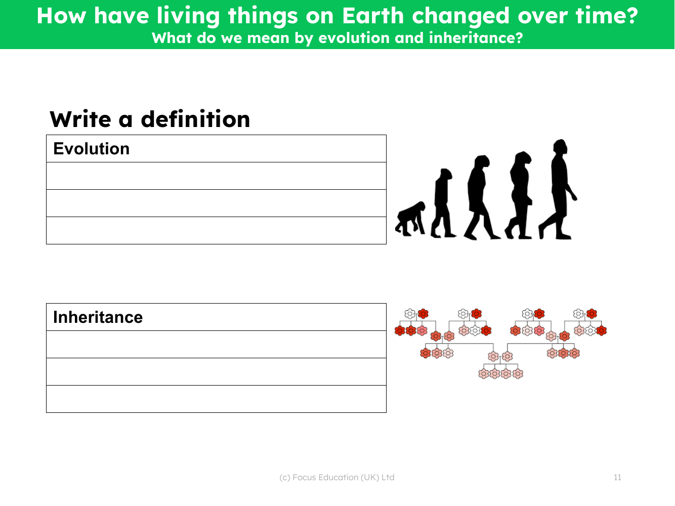 Define evolution and inheritance - worksheet