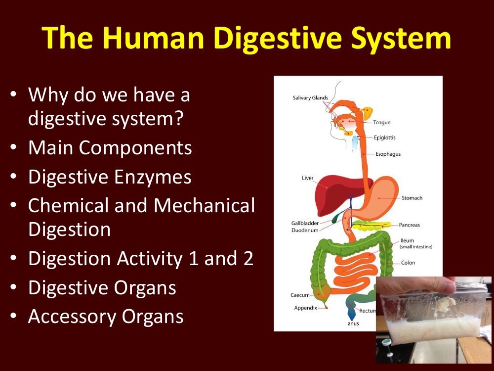 The Human Digestive System - Teaching Presentation