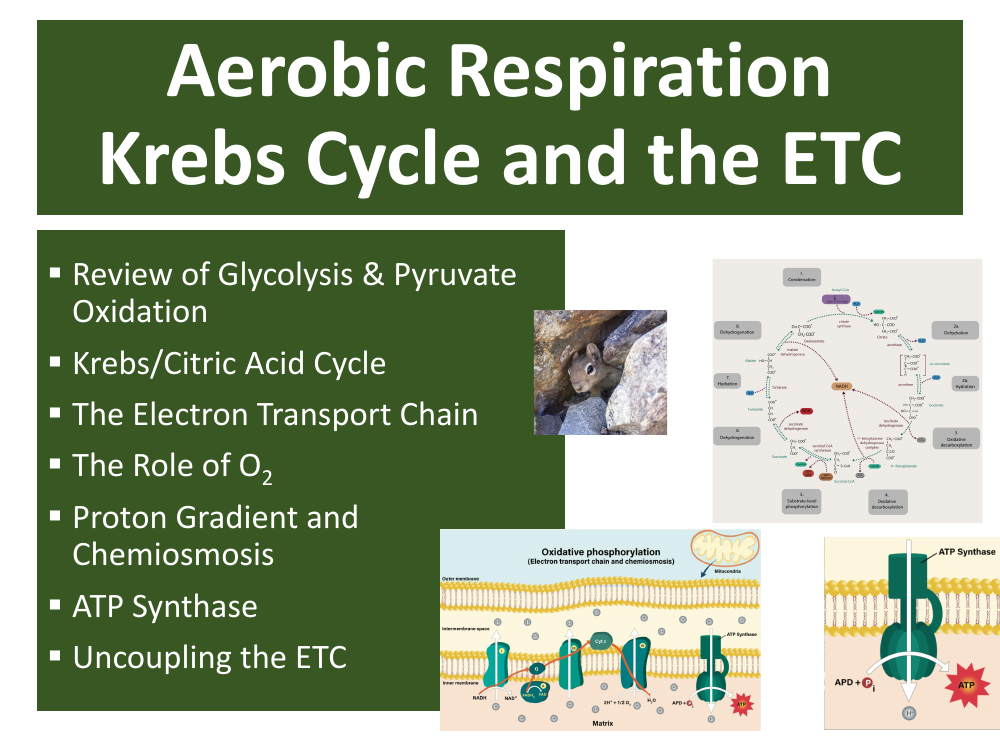 Krebs Cycle and ETC - Teaching Presentation