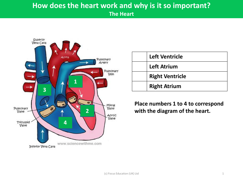 Picture match - Parts of the heart