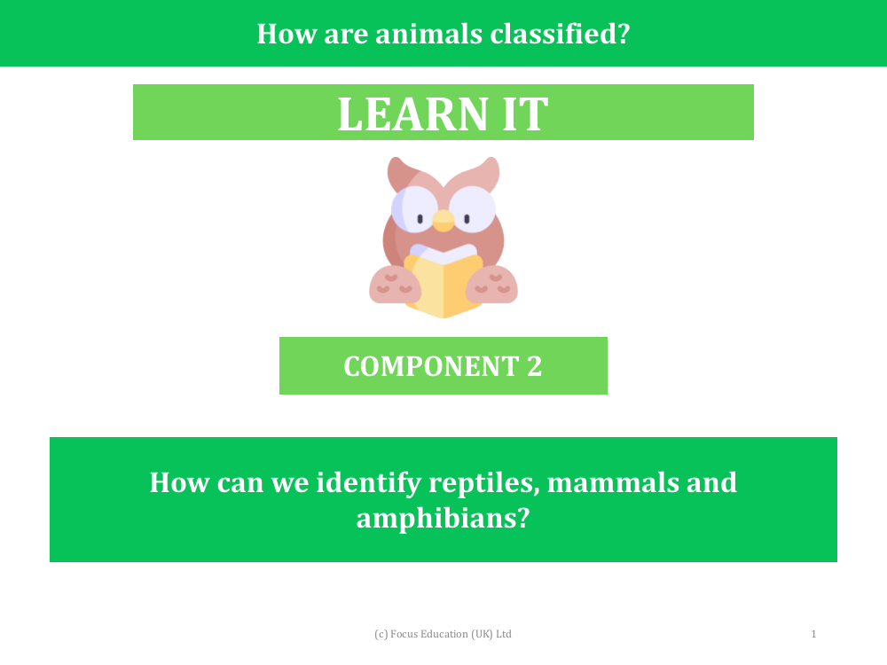 How can we identify reptiles, mammals and amphibians? - Presentation