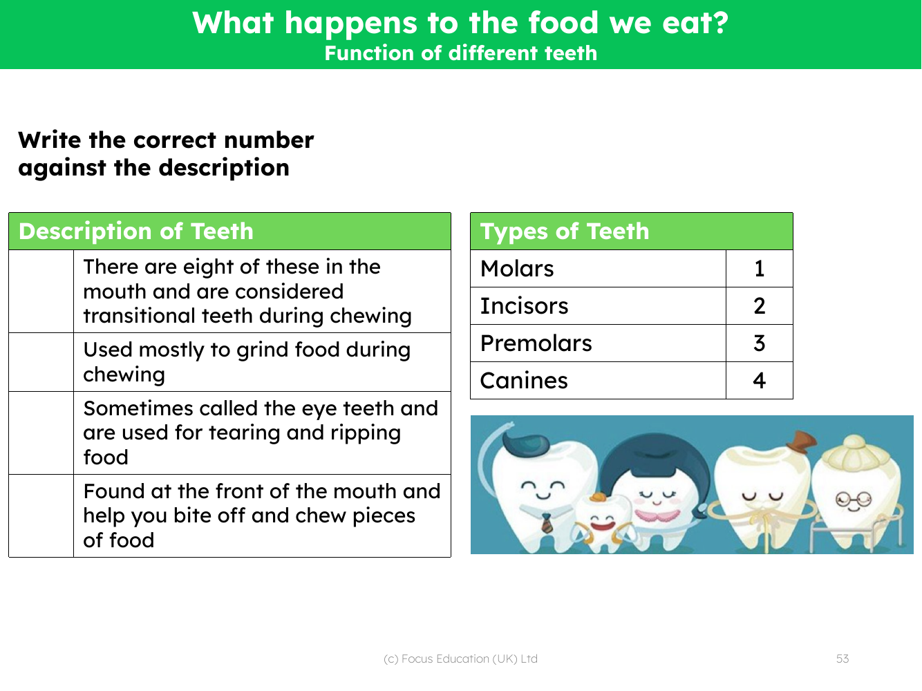 Match up - Teeth