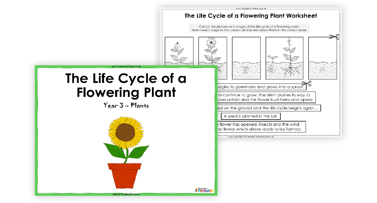 life cycle of a flowering plant diagram for kids