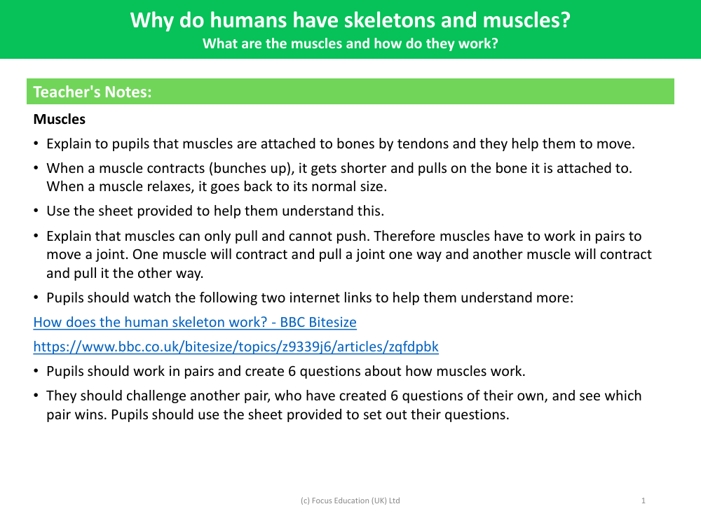 What are the muscles and how do they work? - Teacher notes