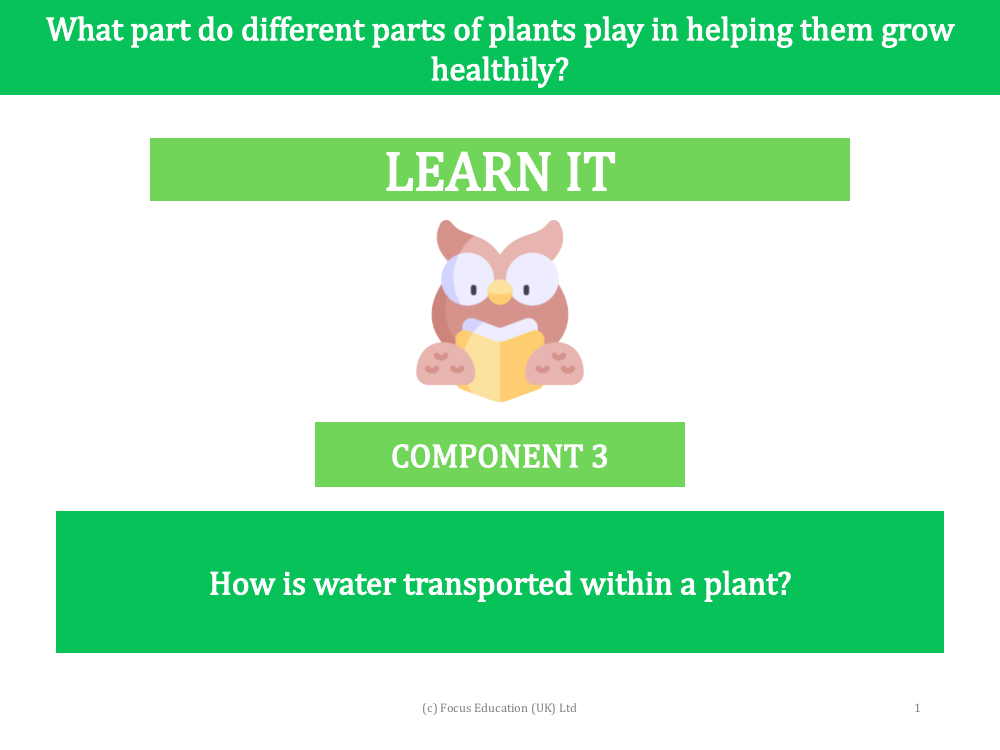 How is water transported within a plant? - presentation