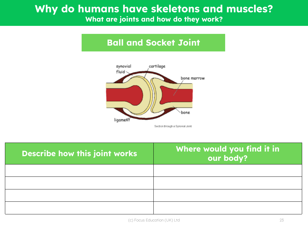 Ball and socket joint - Worksheet