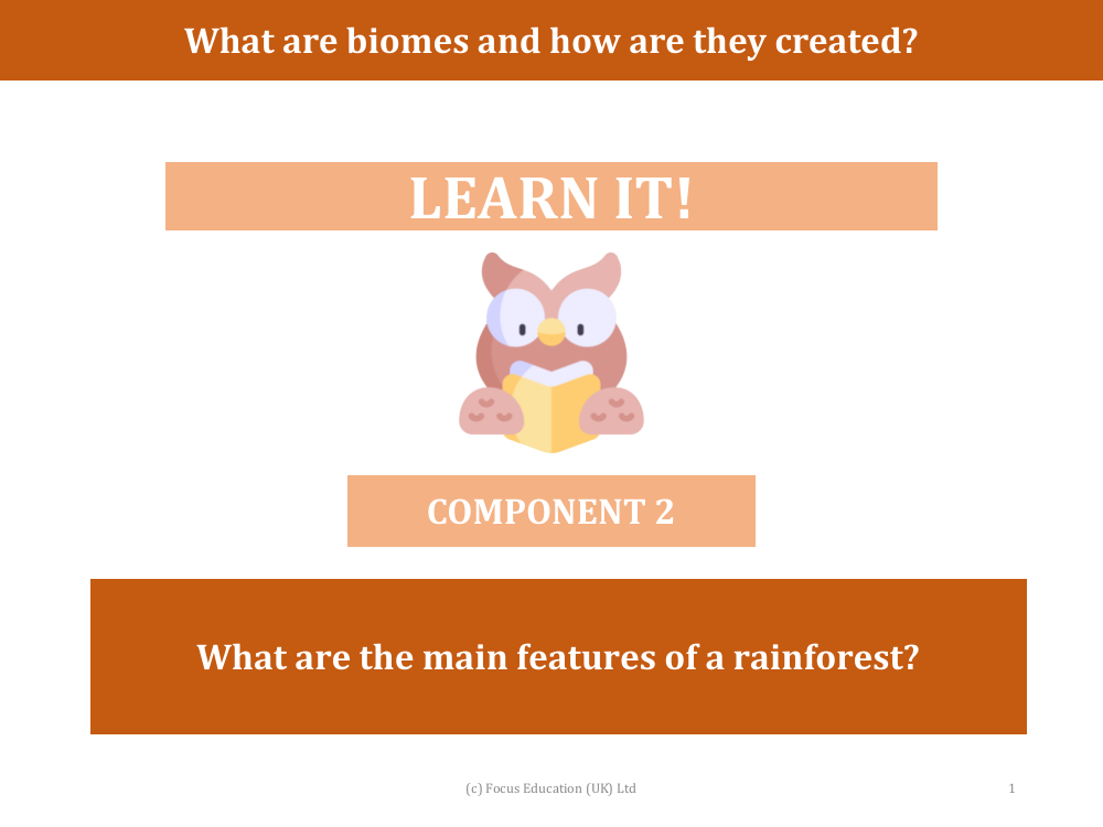 What are the main features of a rainforest? - Presentation