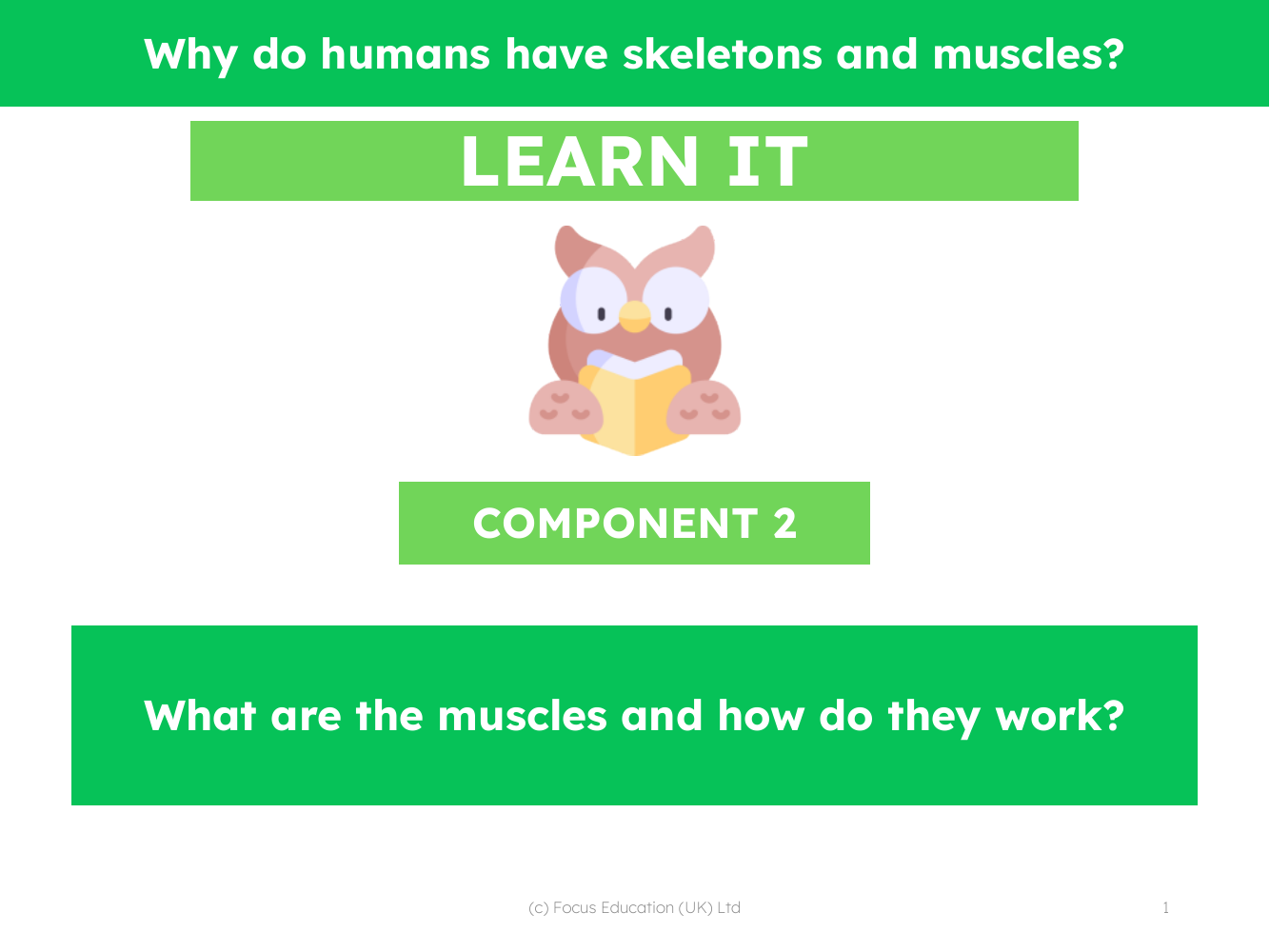 What are the muscles and how do they work? - Presentation