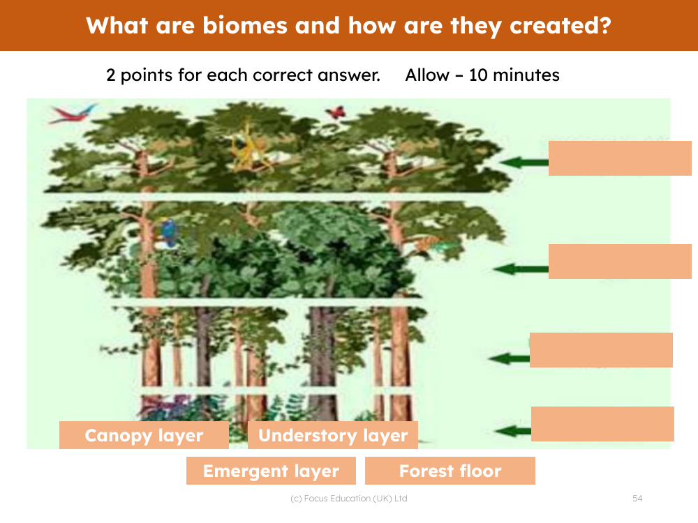 Picture match - Layers of the rainforest