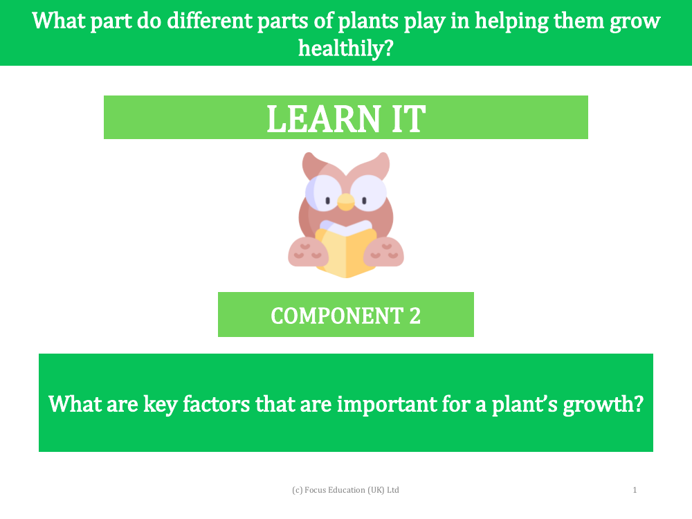 What are the key factors that are important to a plant's growth? - presentation