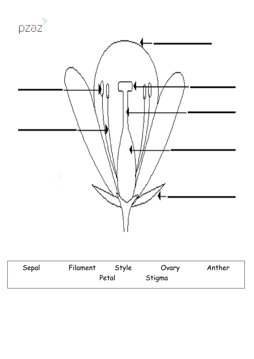 Flowers - Flower Labelling Diagram