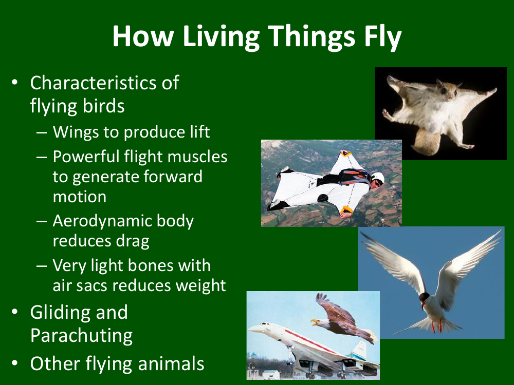 How Living Things Fly - Teaching Presentation