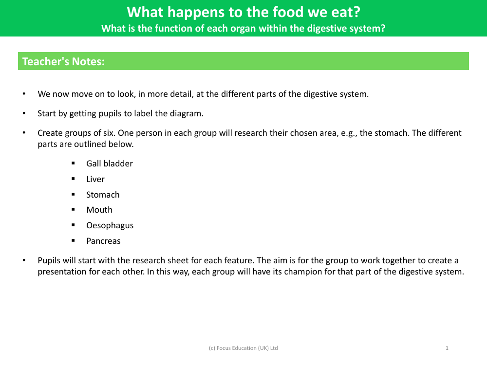 What is the function of each organ within the digestive system? - Teacher notes