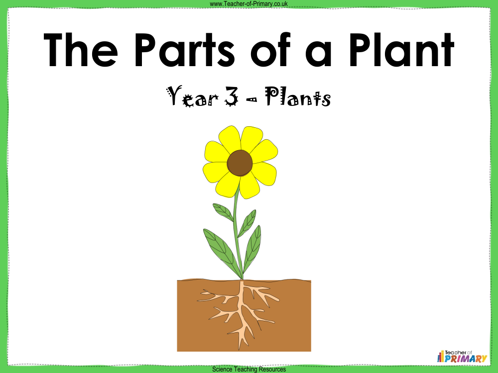 The Parts of a Plant - PowerPoint