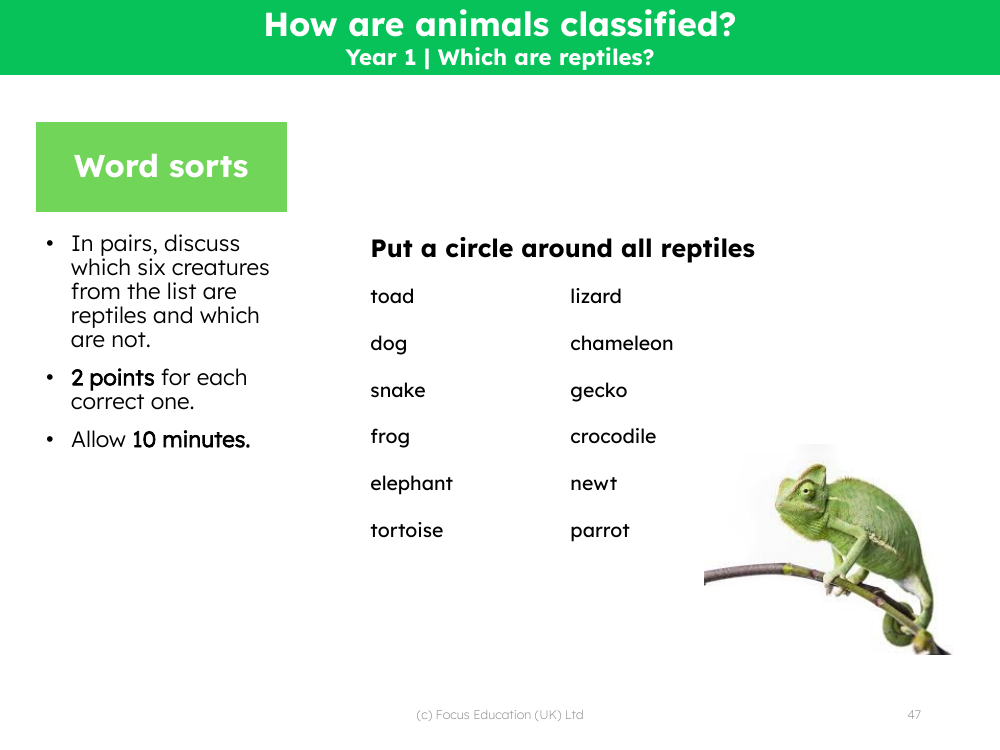 Which are reptiles? - Word sort
