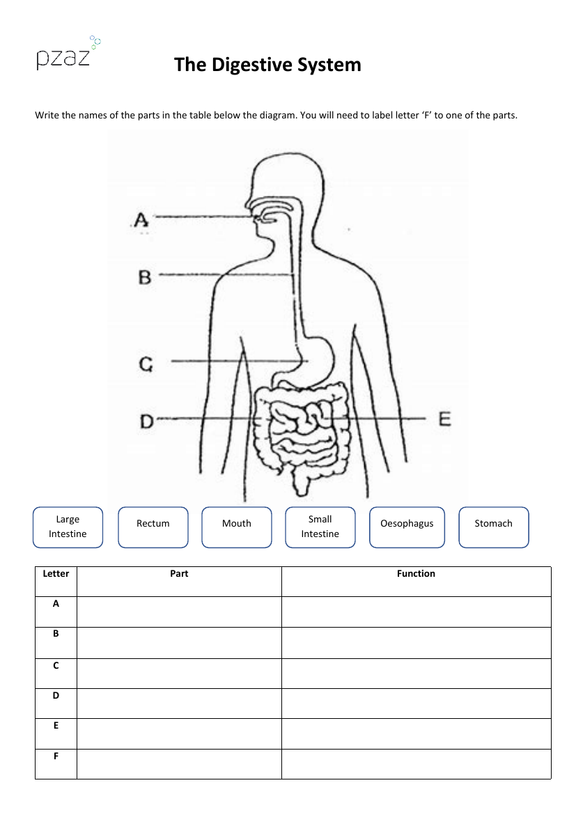 The Digestive System - Digestive System Labelling