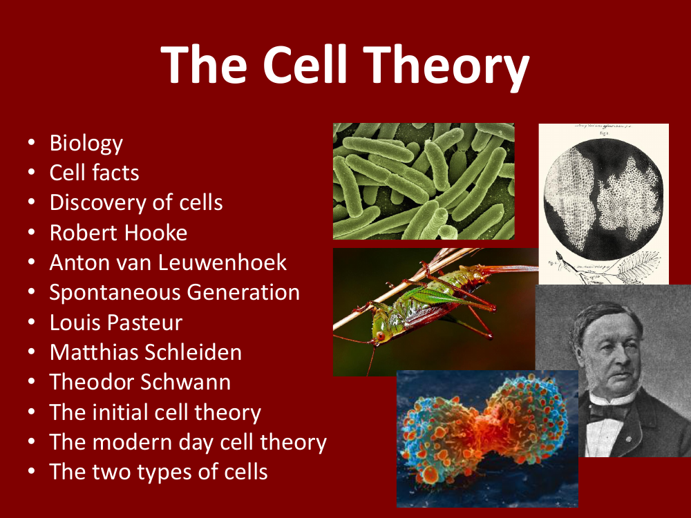 The Cell Theory - Student Presentation