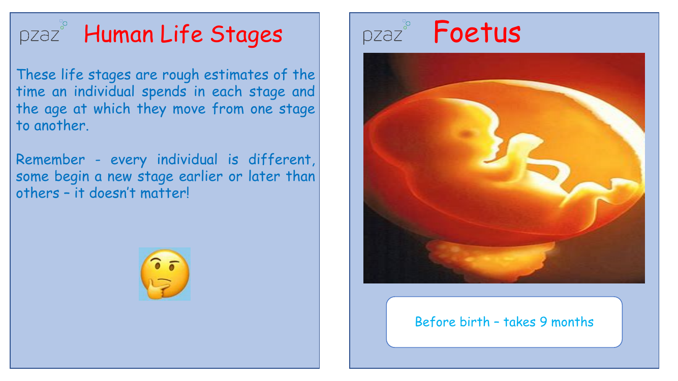 Animal Growth - Human Life Stages Cards