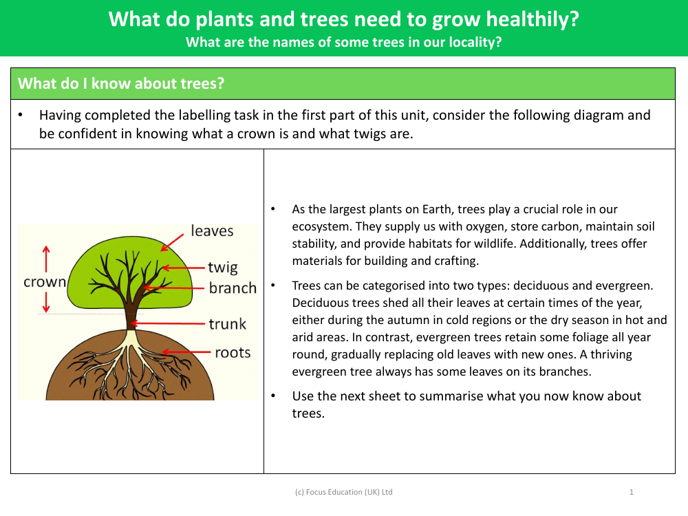 What do I know about trees? - Info Pack - Year 2