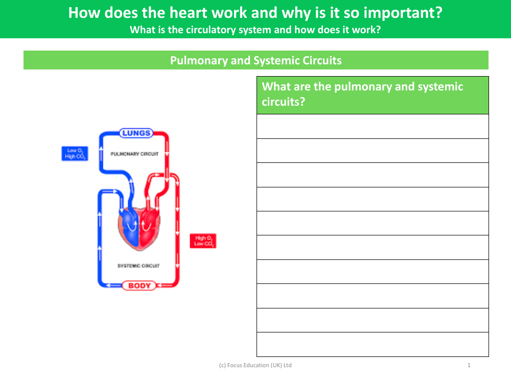 Pulmonary and Systemic circuits - Worksheet