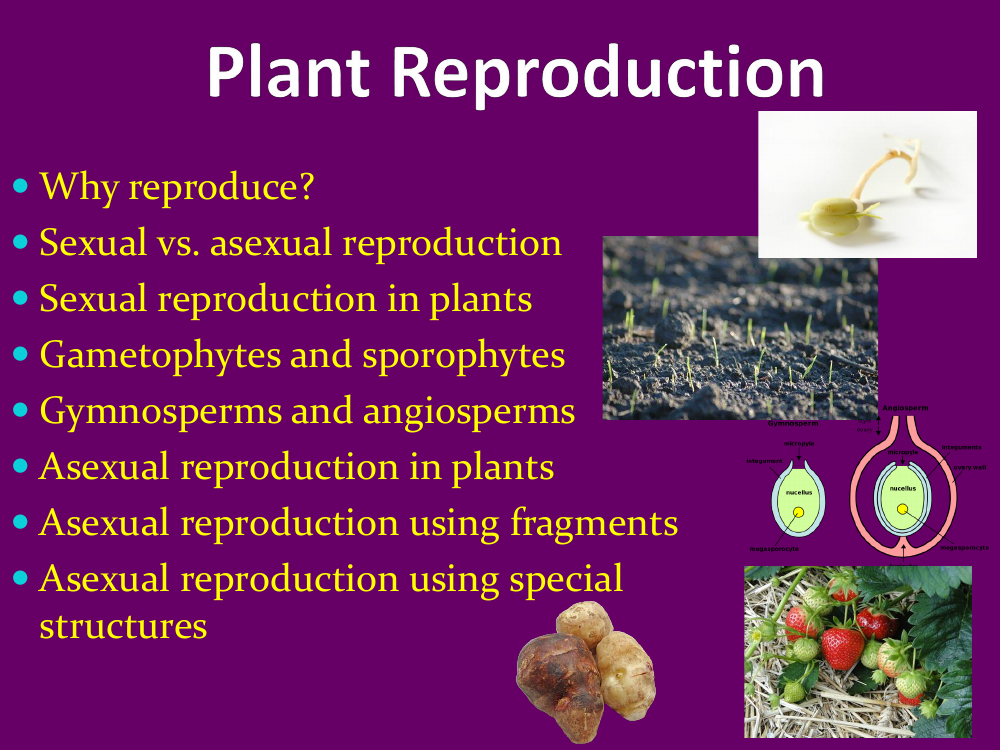 Plant Reproduction - Middle School Teaching Presentation