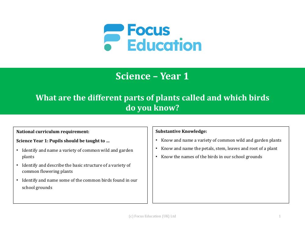 What are the names of the main parts of the plants, including roots, stem, leaves and petals? - Presentation