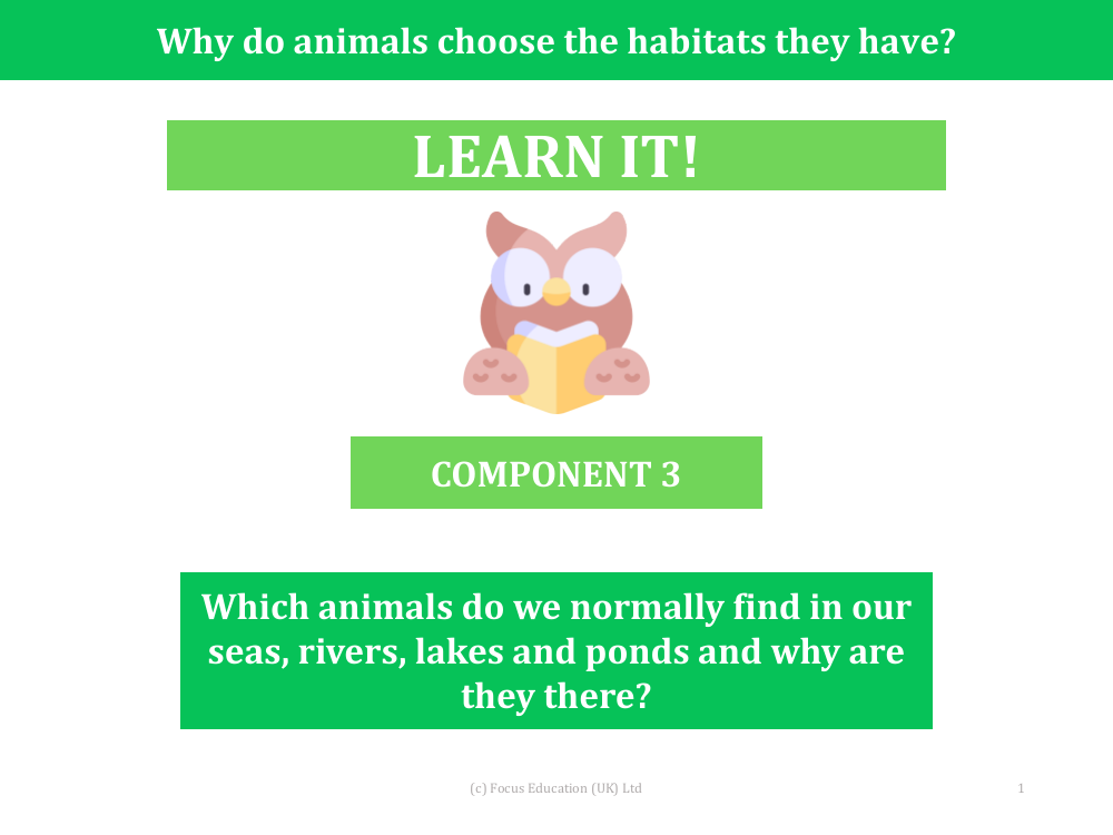 Which animals would we normally find in our sea, rivers, lakes and ponds and why are they there? - Presentation