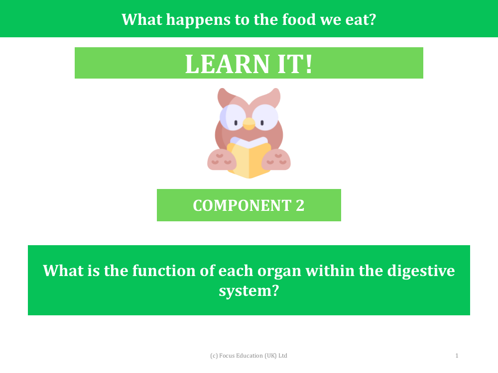 What is the function of each organ within the digestive system? - Presentation