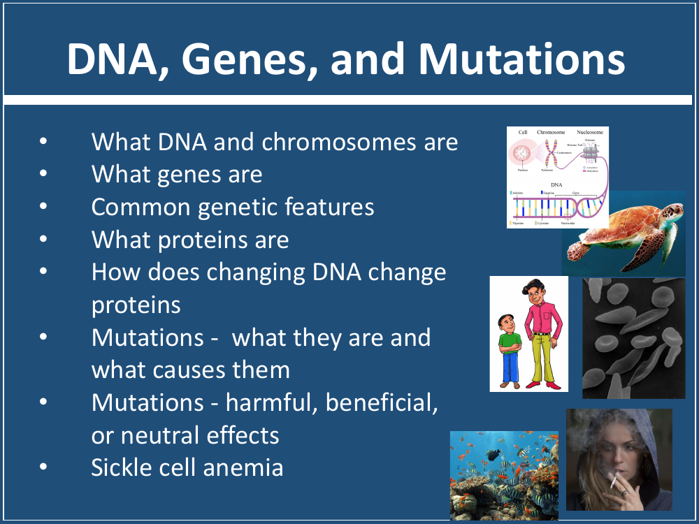 DNA, Genes, and Mutations - Student Presentation