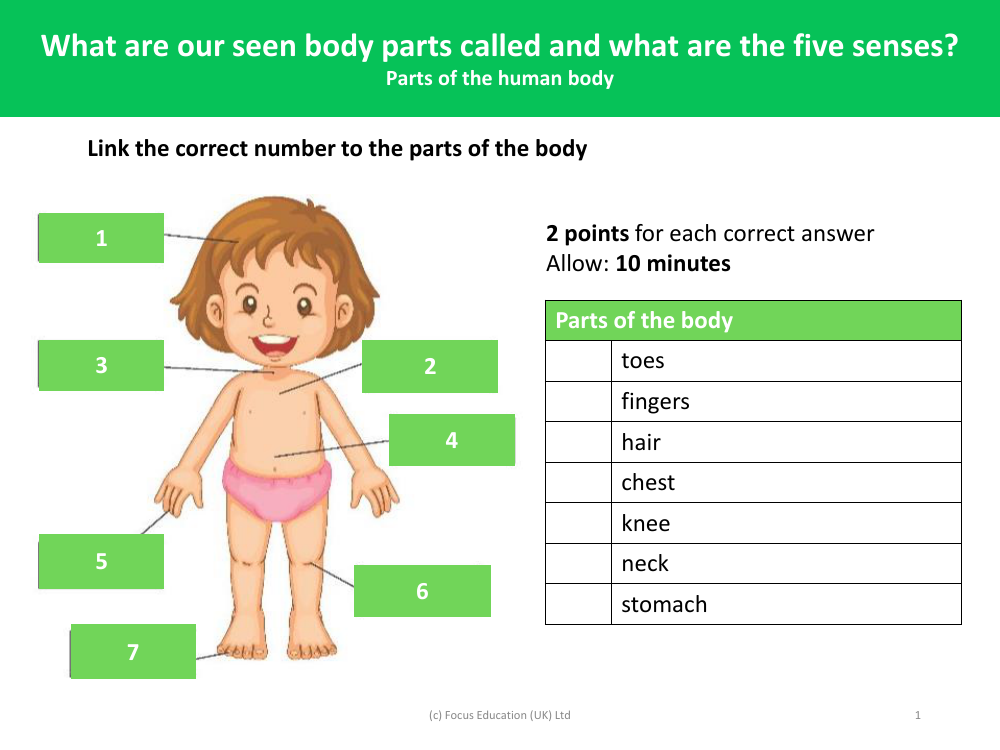 Parts of the Human Body  - Assessment for learning activity